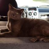 Picture of cat lost at St Augustin