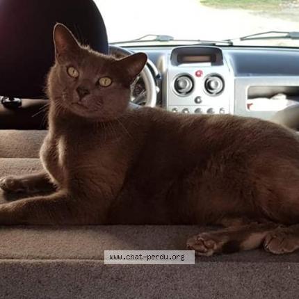 Photo 1/1 HUGO  Chat lost in St augustin