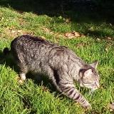 Picture of cat lost at Aurimont