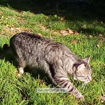 Photo 1/1 Nino Chat lost in Aurimont