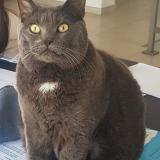 Picture of cat lost at La Ciotat