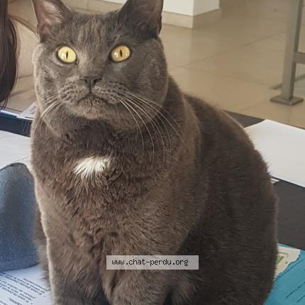 Photo 1/1 Oliver Chat lost in La ciotat