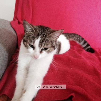 Photo 1/1 Baboonette Chat lost in Camares