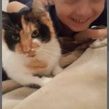 Picture of cat lost at Boissy St Leger