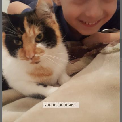 Photo 1/1 Mimine Chat lost in Boissy st leger