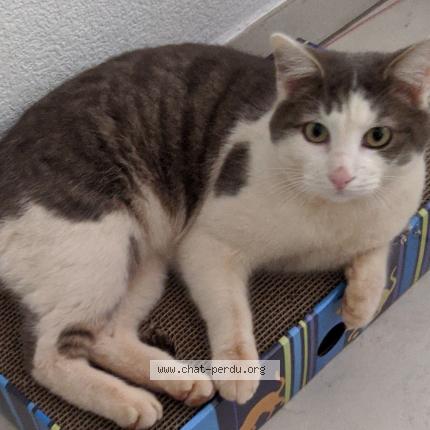 Photo 1/1 Or&eacute;o Chat lost in Antibes