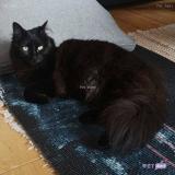 Picture of cat lost at Pontarlier