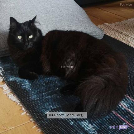 Photo 1/1 Kiara Chat lost in Pontarlier