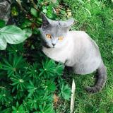 Picture of cat lost at Taverny