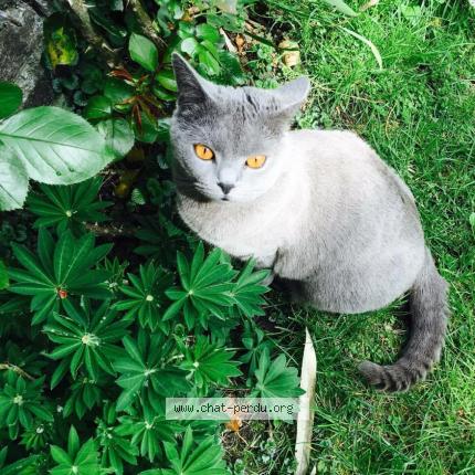 Photo 1/1 Jelly Chat lost in Taverny