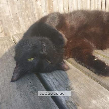 522522 Marmite Lost Cat In Pinner Lost Cat Great Britain