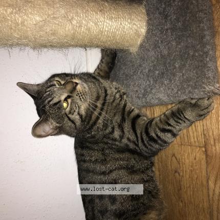 522703 Hennessy Lost Cat In Kingman Az Lost Cat United States