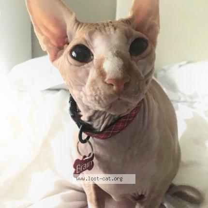 lost sphynx cat