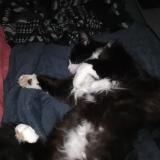 Picture of cat lost at Rochefort