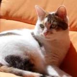 Picture of cat lost at Malzeville