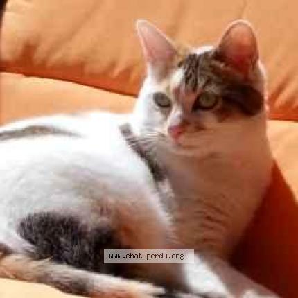 Photo 1/1 Melba Chat lost in Malzeville