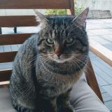 Picture of cat lost at La Ravoire