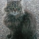 Picture of cat lost at Saint Avold