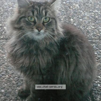 Photo 1/1 Chipie Chat lost in Saint avold