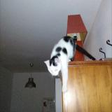 Picture of cat lost at Saint Gervais La Foret