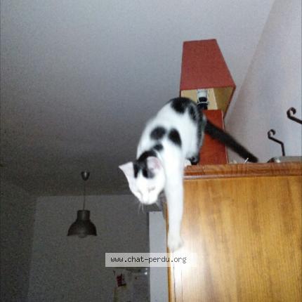 Photo 1/1 Cookie Chat lost in Saint gervais la foret