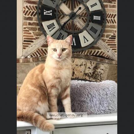 Photo 1/1 OPALINE DIT MIMINE Chat lost in Roinville