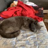 Picture of cat lost at Bas Mauco