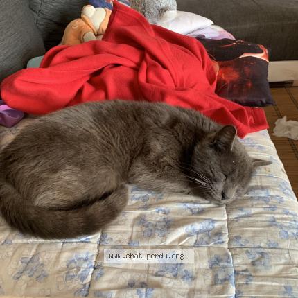 Photo 1/1 Simba Chat lost in Bas mauco