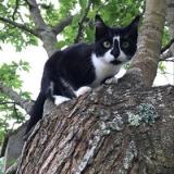 Picture of cat lost at Muret