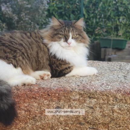 Photo 1/1 Hélios Chat lost in Saint jean de braye