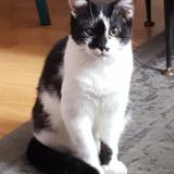 Picture of cat lost at Perigueux