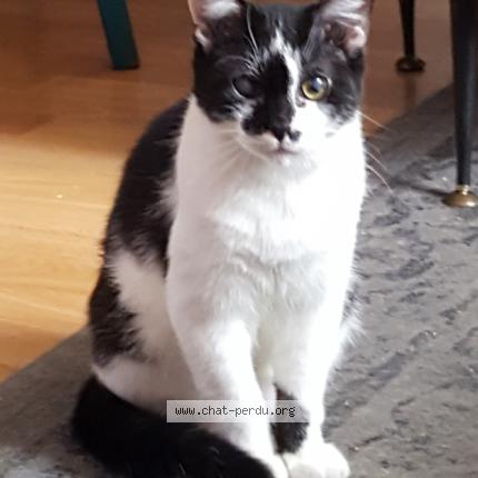 Photo 1/1 Loulou Chat lost in Perigueux