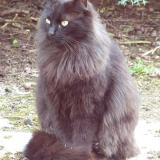 Picture of cat lost at Pechaudier