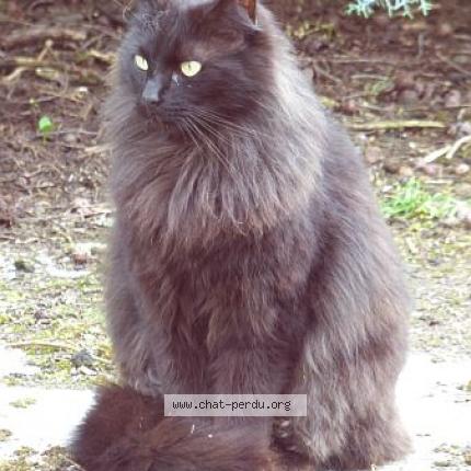 Photo 1/1 Radjah Chat lost in Pechaudier