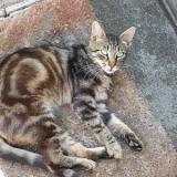 Picture of cat lost at Pechaudier