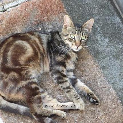 Photo 1/1 Fidji Chat lost in Pechaudier