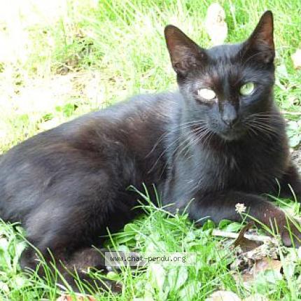 Photo 1/1 Enzo Chat lost in Pechaudier