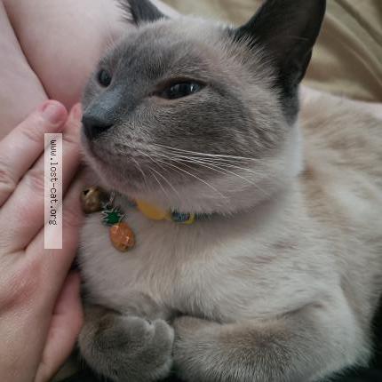 527285 Nova Lost Cat In San Diego Lost Cat United States
