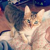 Picture of cat lost at Vic La Gardiole