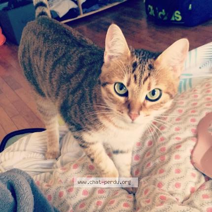 Photo 1/1 Krumble Chat lost in Vic la gardiole