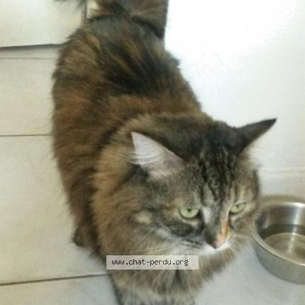 Photo 1/1 Chippie Chat lost in L isle d abeau