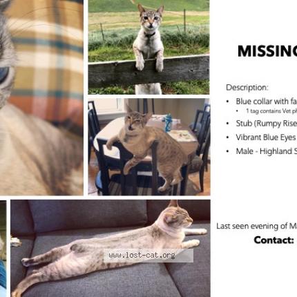 527841 Jacob Lost Cat In Oshawa Lost Cat Canada