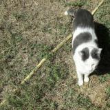 Picture of cat lost at Pont Saint Esprit