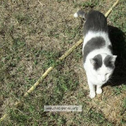 Photo 1/1 NORMAN Chat lost in Pont saint esprit