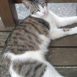 Picture of cat lost at Chevry