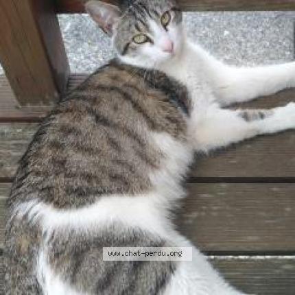 Photo 1/1 Plume Chat lost in Chevry