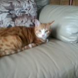 Picture of cat lost at Tourinnes La Grosse Beauvechain