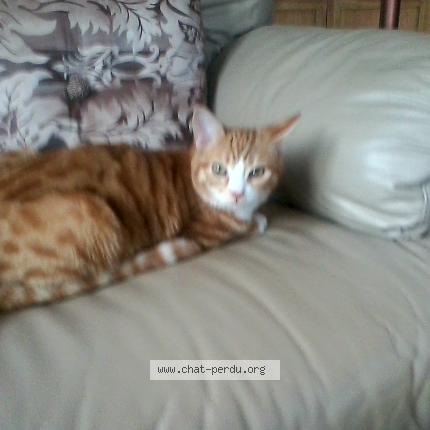 Photo 1/1 Tobias Chat lost in Tourinnes la grosse beauvechain