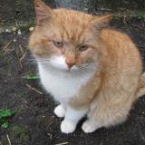 Picture of cat lost at Carcans