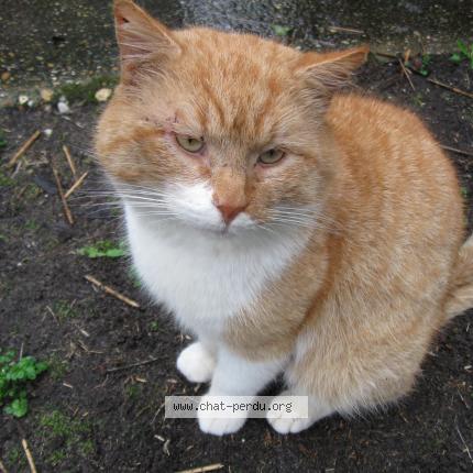 Photo 1/1 Gromi Chat lost in Carcans